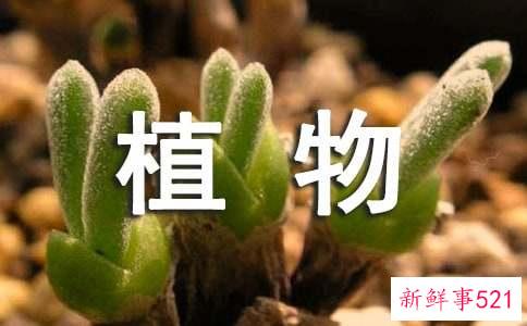 家里摆什么植物镇宅招财