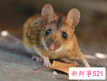 梦见白色的老鼠