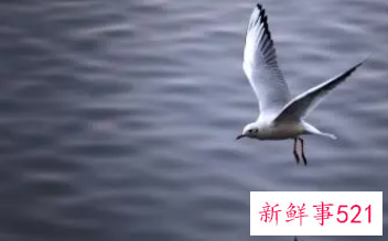 具有象征意义的事物举例