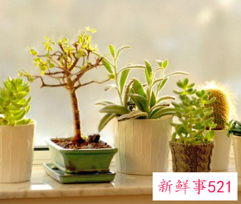 室内什么植物最好养又好看