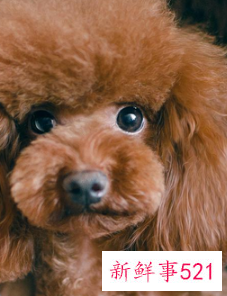 什么宠物最便宜又好养