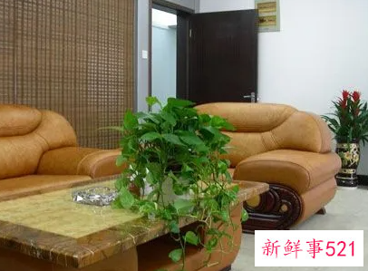 办公室摆放玫瑰风水好不好