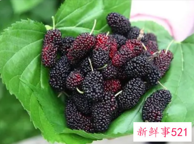 桑葚的功效及作用