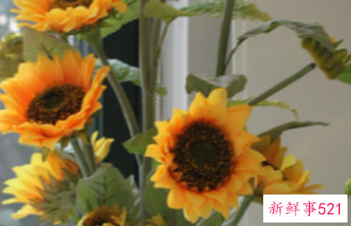 太阳花寓意什么意思