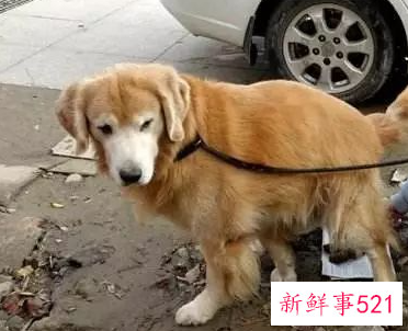 室内养狗对人体到底有危害吗