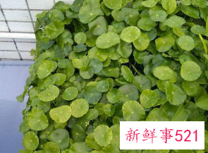 有发财寓意的植物