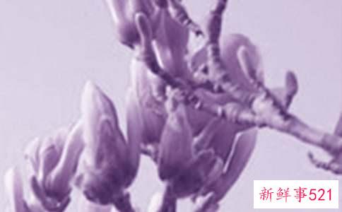 玉兰花功效与作用