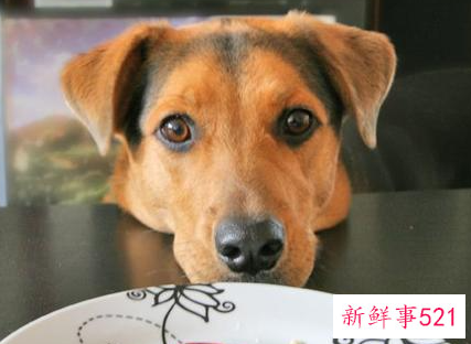 室内养狗对人体到底有危害吗