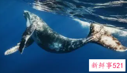 梦见鲸鱼在水里游是什么意思