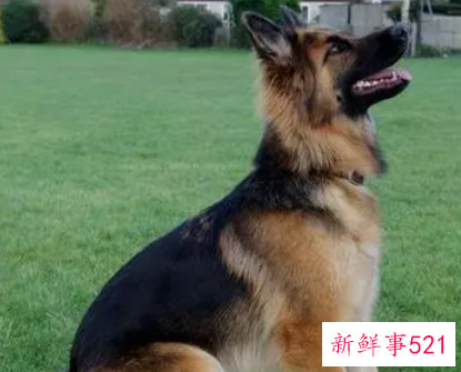 室内养狗对人体到底有危害吗