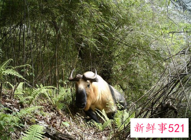 我国生物多样性保护成效如何