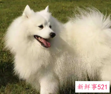 银狐犬多大定型通常身高不会超过40厘米