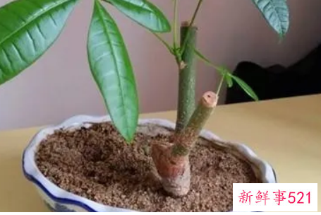 发财树几月份插枝