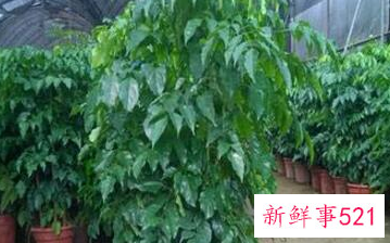 幸福树的风水作用与功效