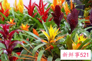 门口放什么花招财