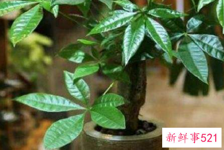 发财树几月份插枝