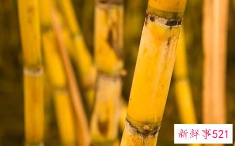甘蔗怎么榨汁