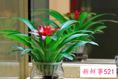 过新年家里摆什么招财