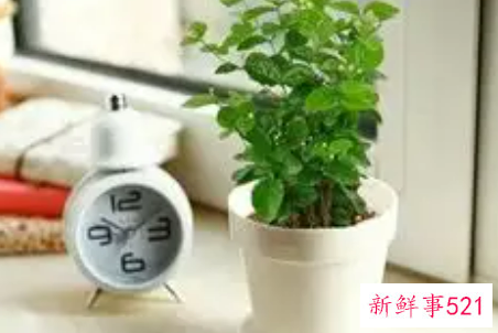 办公室种植茉莉好不好