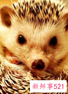 什么宠物最便宜又好养