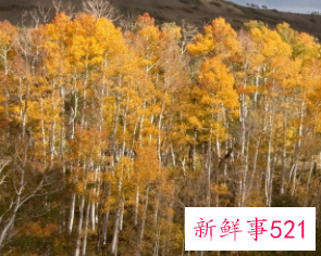 梦见戏剧写剧本当演员有什么征兆