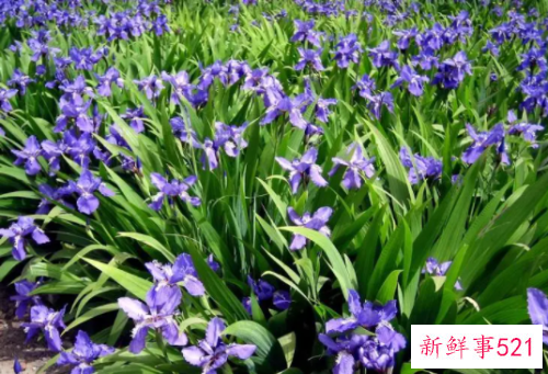 鸢尾花在中国寓意