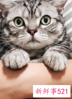 什么宠物最便宜又好养