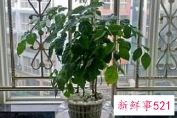 幸福树的风水作用与功效