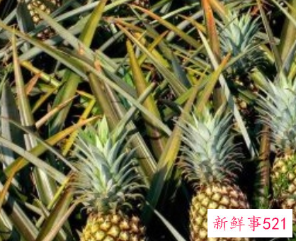 菠萝有什么营养价值