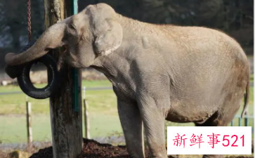 孕妇梦见小象是什么意思