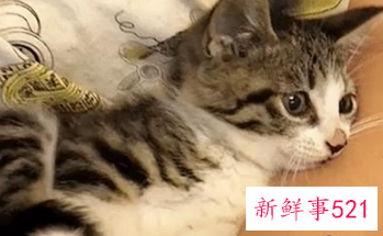 什么宠物最便宜又好养