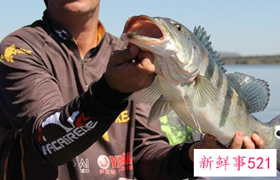 梦见捉好大一条活鱼