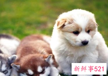 想养一只狗要怎么选