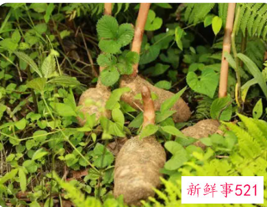 学生吃天麻的正确食用方法