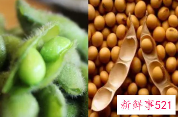 大豆和黄豆的区别图片