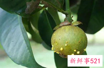 为什么山竹是水果王后