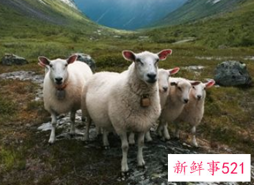 女人梦见羊什么征兆