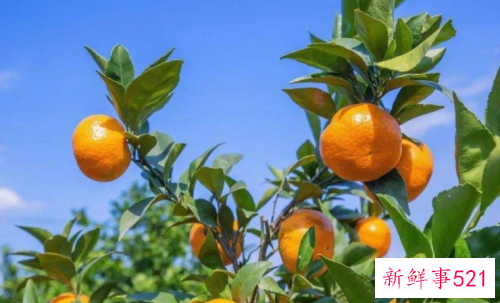 酸性水果都有什么