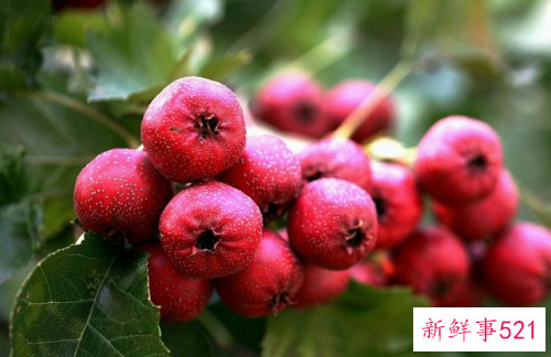 酸性水果都有什么