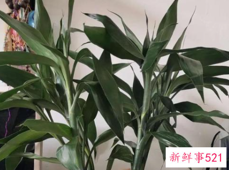 过新年家里摆什么招财