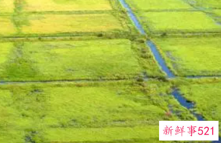 梦见田野是什么意思呢