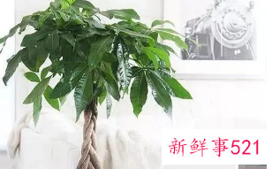 喜阴招财的室内植物