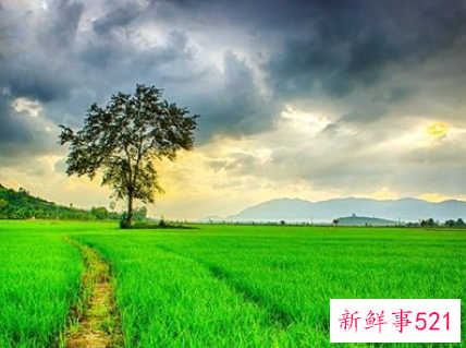 梦见田野是什么意思呢