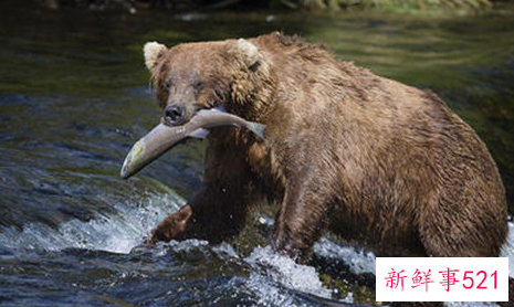 世界上最大的食肉类动物
