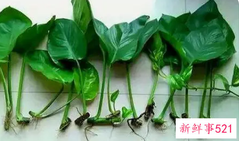 4个扦插方法使绿萝快速生根