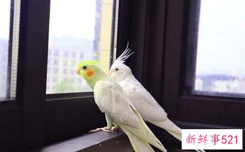 胎教故事两只鹦鹉国王和他儿子