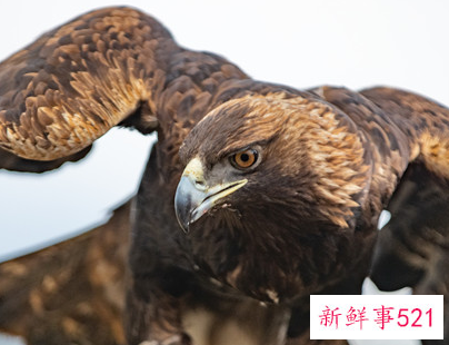 老鹰的特点和作用