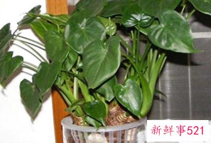 滴水观音水培要加营养剂吗