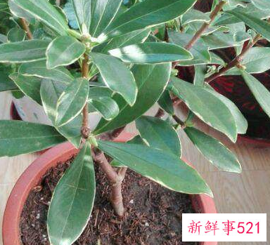 过年家里适合摆放什么花