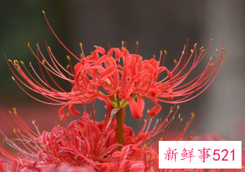 彼岸花古风句子虐心短句